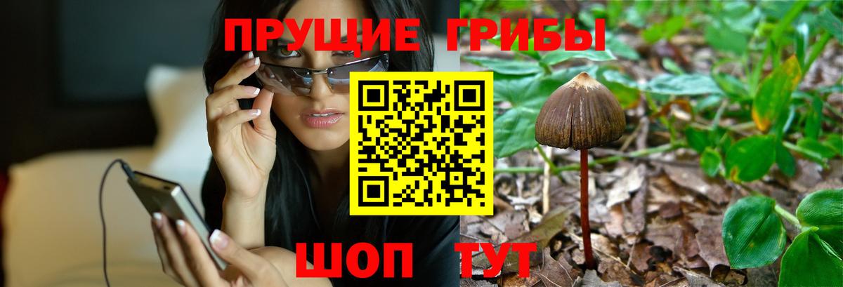Псилоцибиновые грибы мицелий Тында